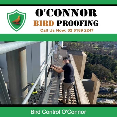 Professional bird control installation on apartment in O'Connor