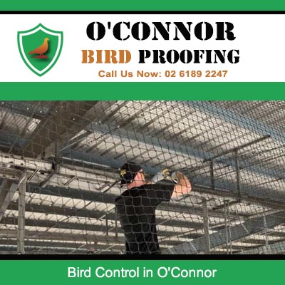 Bird control netting installation in warehouse in O'Connor