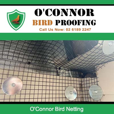Professional bird netting installation on indoor ceiling in O'Connor