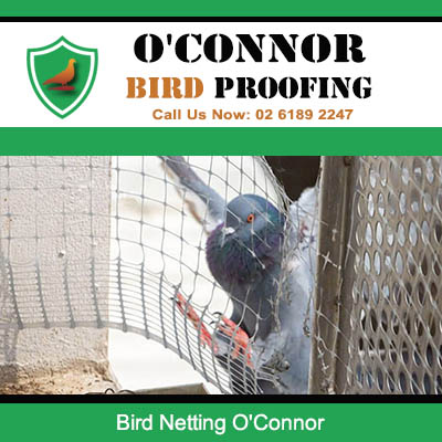Pigeon trapped behind bird netting on building exterior in O'Connor