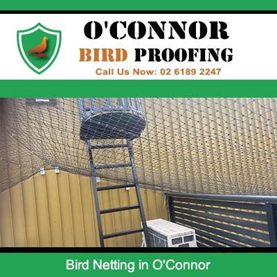 Bird netting installed under eaves with ladder in O'Connor