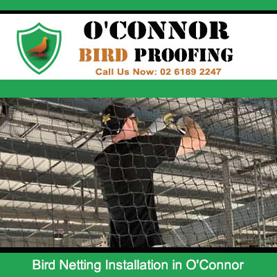 Professional installer working on overhead bird netting in commercial space in O'Connor