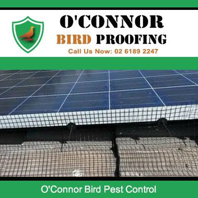 Bird netting installed on solar panels for bird pest control in O'Connor