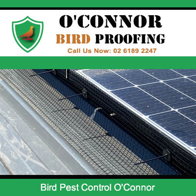 Close-up of bird mesh installed under solar panels for bird pest control in O'Connor