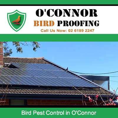 Residential bird pest control in O'Connor