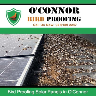 Solar panel bird mess before proofing installation in O'Connor