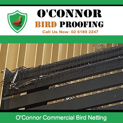 Commercial bird netting installation on roof beams in O'Connor