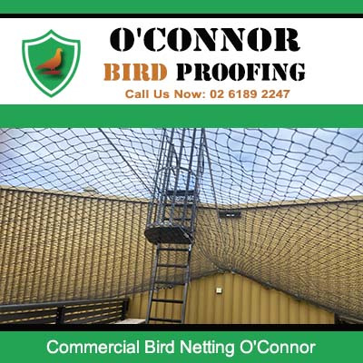 Bird netting installed on commercial building ceiling in O'Connor