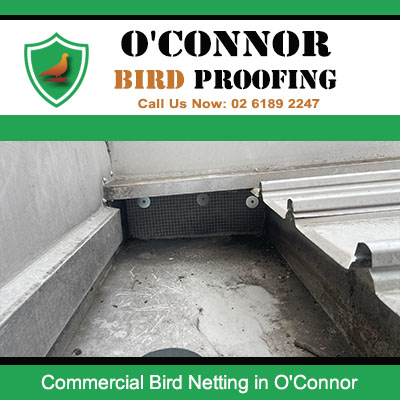 Bird netting installed along commercial roof edge and gutter in O'Connor
